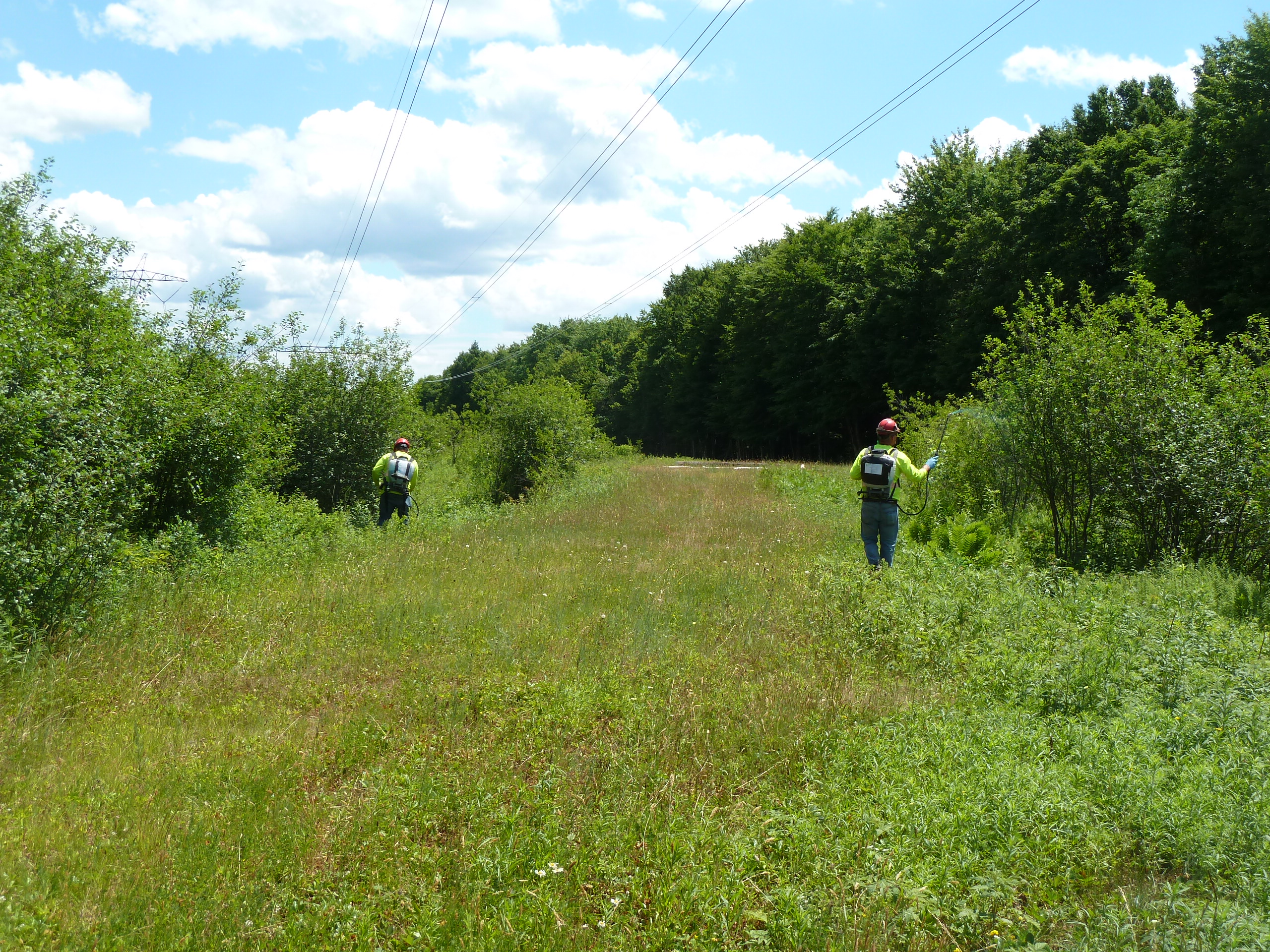 Loosestrife grows under NYPA transmission lines